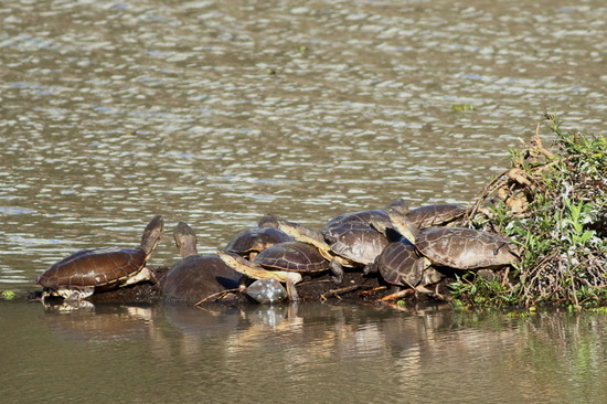 Tortuga de laguna