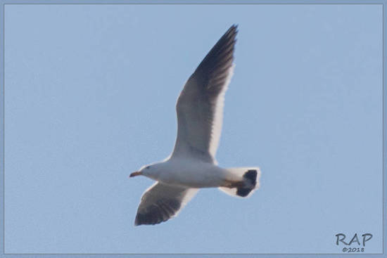 Gaviota cangrejera/Olrog?s Gull