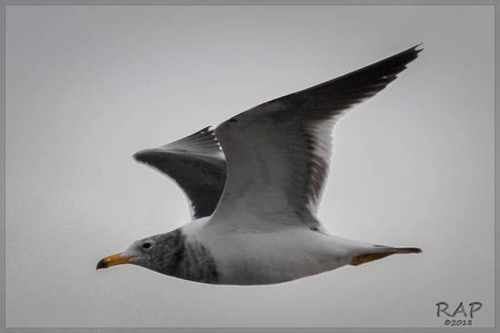 Gaviota cangrejera/Olrog's Gull