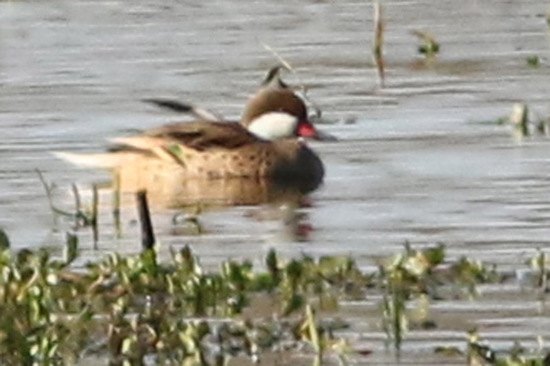 Pato gargantilla/White-cheeked Pintail