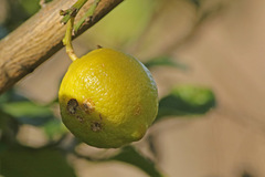 Limón/Lemon