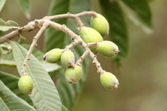 Níspero/Loquat