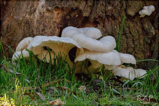 Pleurotus ostreatus