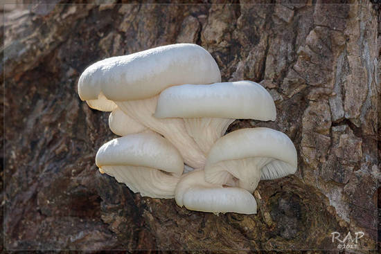 Pleurotus ostreatus