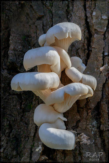 Pleurotus ostreatus