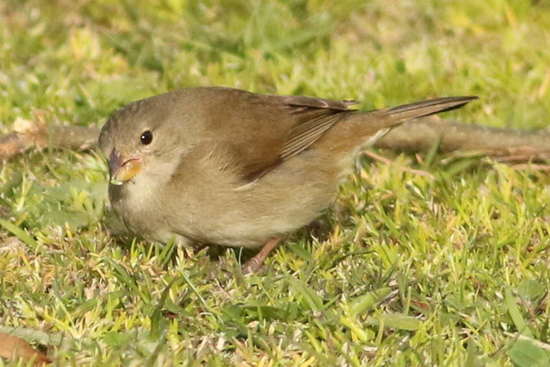 Espiguero pardo/Dull-coloured Grassquit