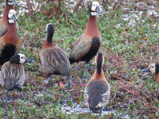 Sirirí híbrido/Hybrid Whistling-Duck