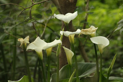 Cala/Calla lily