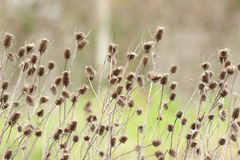 Cardencha/Wild teasel