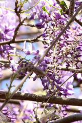 Glicina/Chinese wisteria