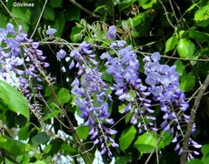 Glicina/Chinese wisteria