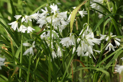 Lágrima de la virgen/Three-cornered leek