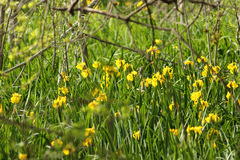 Lirio amarillo/Water yellow flag