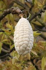 Palo borracho/Silk floss tree