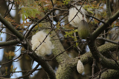 Palo borracho/Silk floss tree