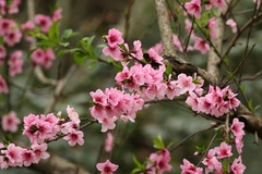 Prunus sp