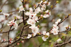 Prunus sp