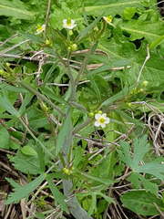 Apio del diablo/Ranunculus apiifolius