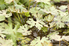 Apio del diablo/Ranunculus apiifolius