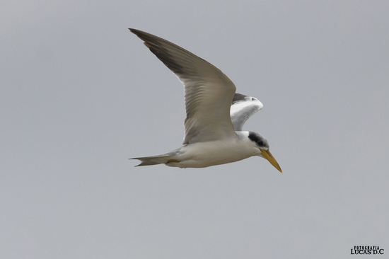 Atí/Large-billed Tern