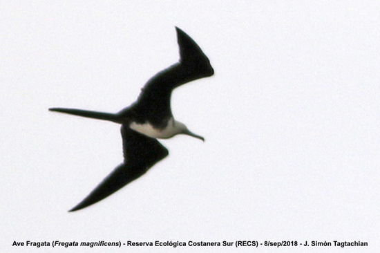 Ave fragata/Magnificent Frigatebird