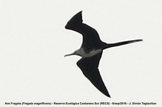 Ave fragata/Magnificent Frigatebird