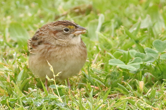 Cachilo ceja amarilla/Grassland Sparrow