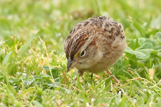 Cachilo ceja amarilla/Grassland Sparrow