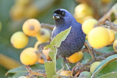 Frutero azul/Diademed Tanager