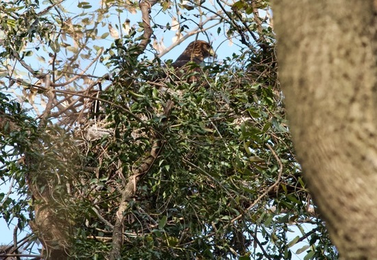 Gavilán mixto/Harris's Hawk