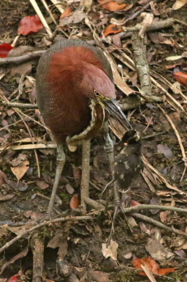 Hocó-barcino/Tiger-Heron-Teal