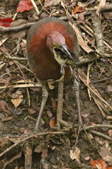 Hocó-barcino/Tiger-Heron-Teal