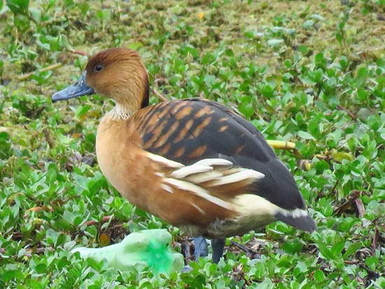 Sirirí colorado/Fulvous Whistling-duck