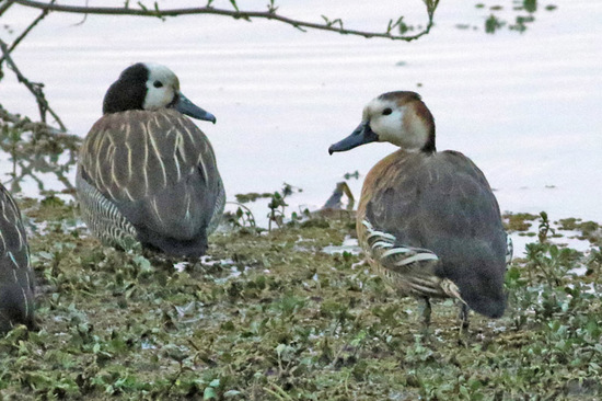 Sirirí hibrido/Hybrid whistling-duck