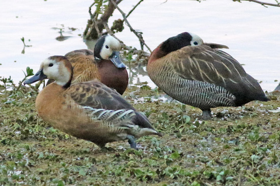 Sirirí hibrido/Hybrid whistling-duck