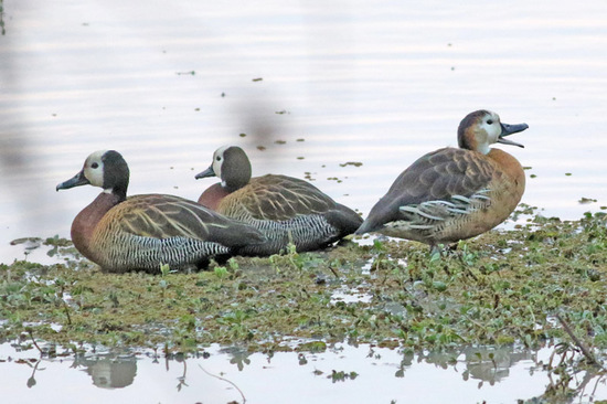 Sirirí hibrido/Hybrid whistling-duck