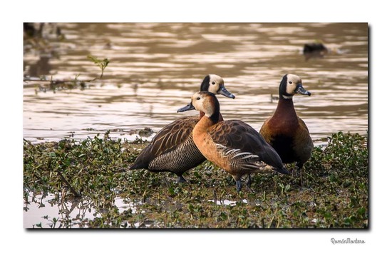 Sirirí hibrido/Hybrid whistling-duck