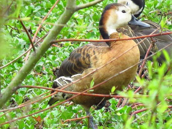 Sirirí híbrido/Hybrid Whistling-duck