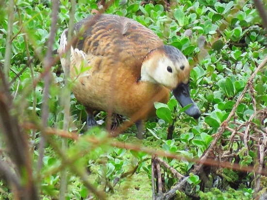 Sirirí híbrido/Hybrid Whistling-duck