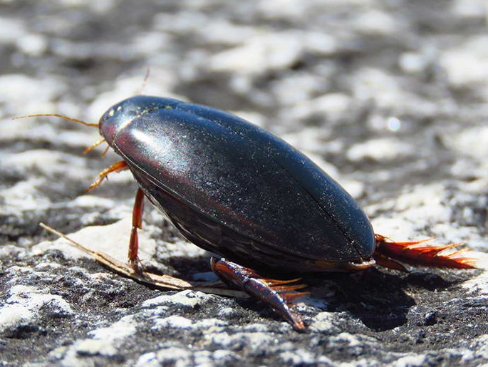 Cascarudo buceador/Megadytes giganteus