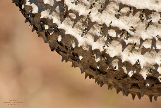 Camuati Wasp