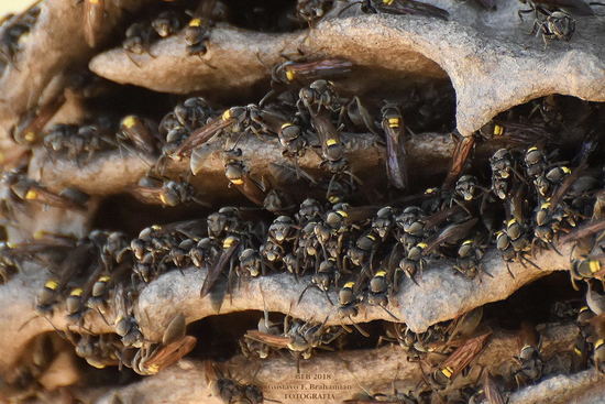 Camuati Wasp