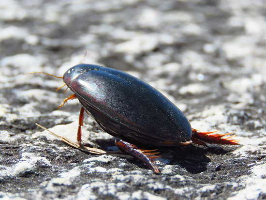 Large diving beetle