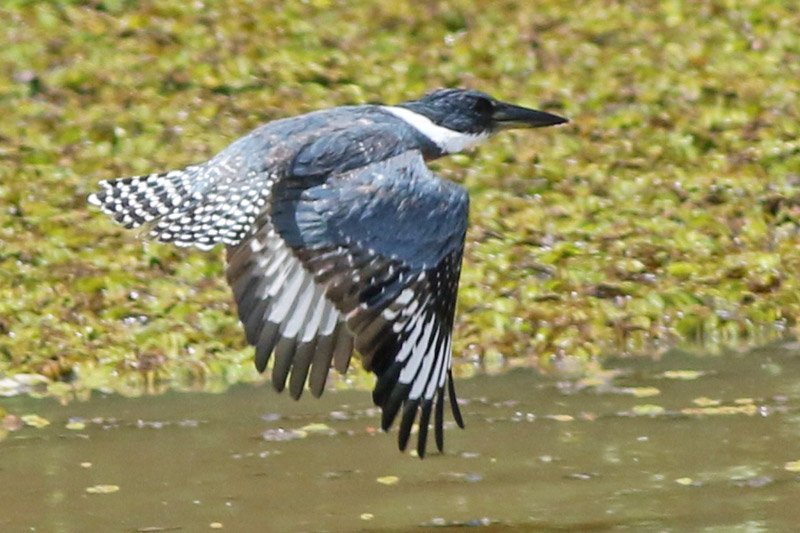 Ringed kingfisher on the wing