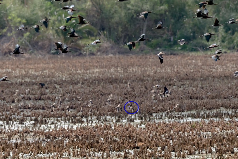 Sandpipers and yellowlegs