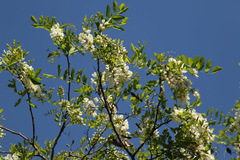 Acacia blanca/Black locust