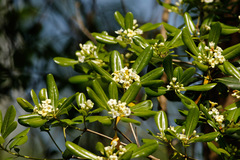 Azarero/Japanese pittosporum