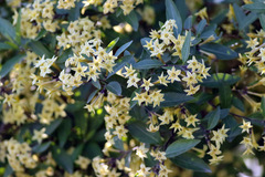 Hediondillo/Cestrum euanthes