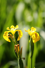 Lirio amarillo/Water Yellow flag