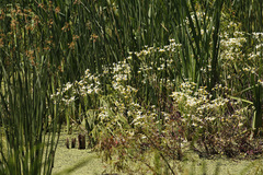 Margarita de bañado/Groundsel